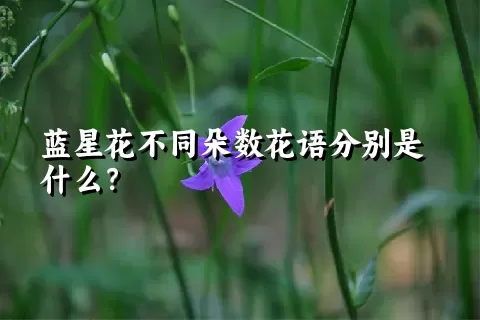 蓝星花不同朵数花语分别是什么？