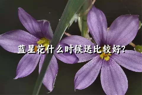 蓝星花什么时候送比较好？