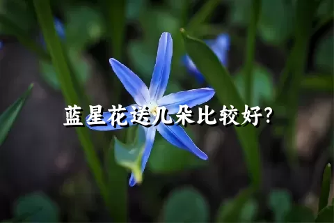 蓝星花送几朵比较好？