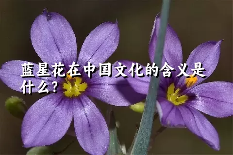 蓝星花在中国文化的含义是什么？