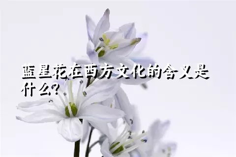 蓝星花在西方文化的含义是什么？