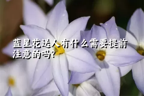 蓝星花送人有什么需要提前注意的吗？