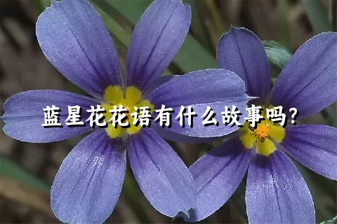 蓝星花花语有什么故事吗？