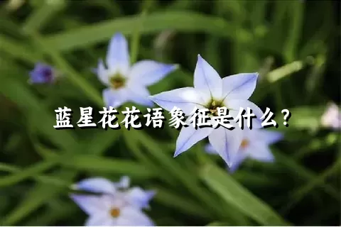 蓝星花花语象征是什么？
