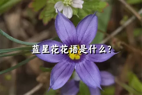 蓝星花花语是什么？