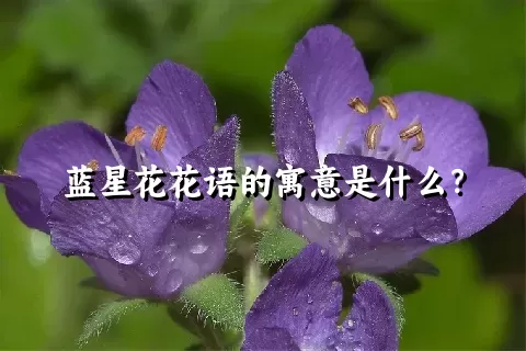 蓝星花花语的寓意是什么？
