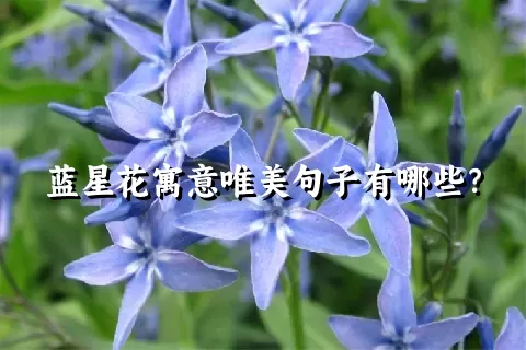 蓝星花寓意唯美句子有哪些？