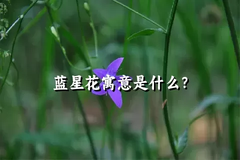 蓝星花寓意是什么？