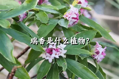瑞香是什么植物？