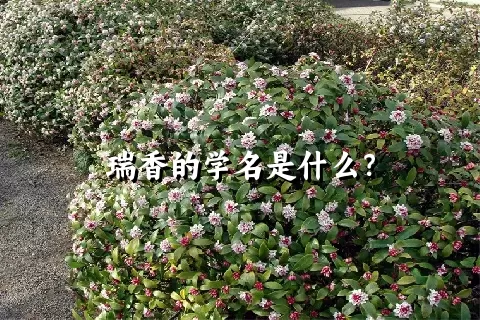 瑞香的学名是什么？