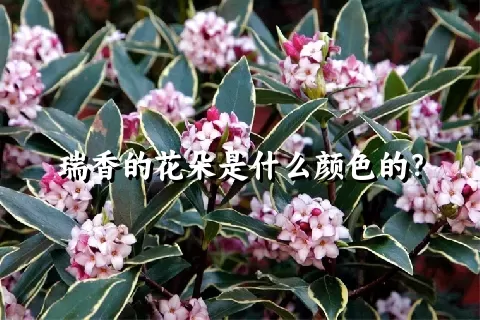 瑞香的花朵是什么颜色的？