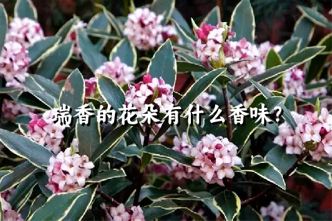 瑞香的花朵有什么香味？