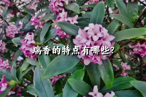 瑞香的特点有哪些？