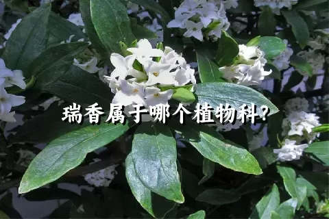 瑞香属于哪个植物科？