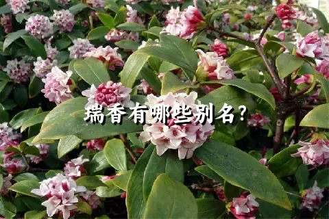 瑞香有哪些别名？