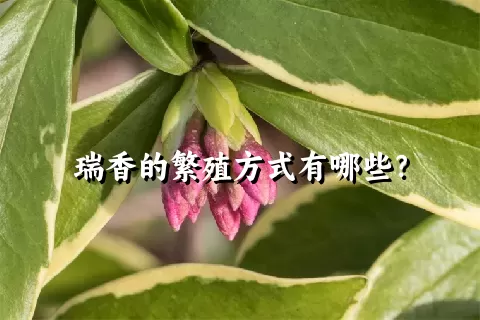 瑞香的繁殖方式有哪些？