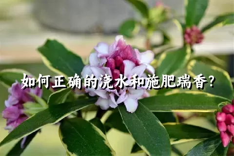如何正确的浇水和施肥瑞香？