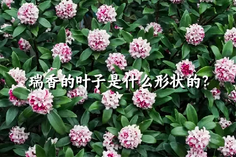瑞香的叶子是什么形状的？