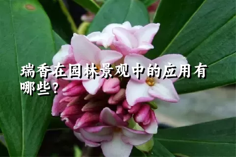 瑞香在园林景观中的应用有哪些？