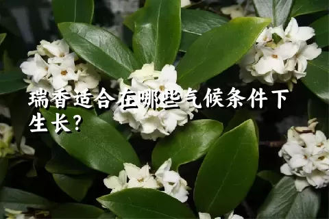 瑞香适合在哪些气候条件下生长？