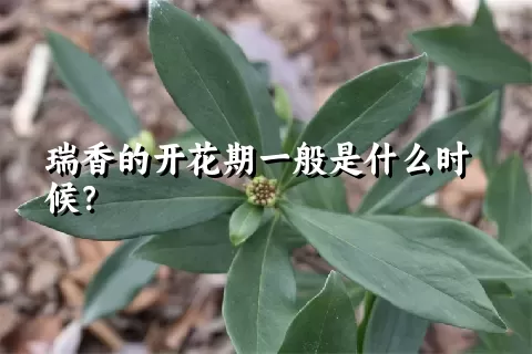 瑞香的开花期一般是什么时候？