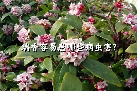 瑞香容易患哪些病虫害？