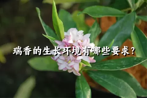 瑞香的生长环境有哪些要求？