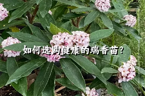 如何选购健康的瑞香苗？