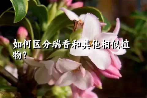 如何区分瑞香和其他相似植物？