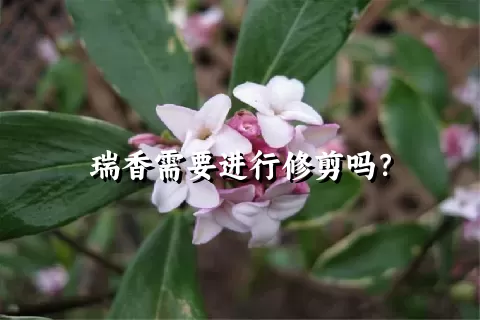 瑞香需要进行修剪吗？