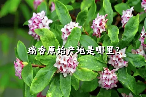瑞香原始产地是哪里？