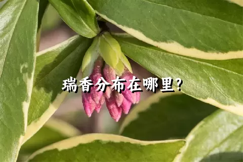 瑞香分布在哪里?