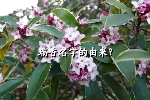 瑞香名字的由来？
