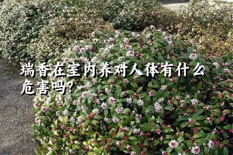 瑞香在室内养对人体有什么危害吗？