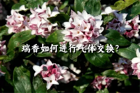 瑞香如何进行气体交换？