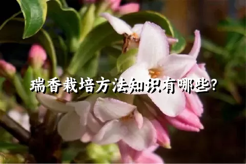 瑞香栽培方法知识有哪些？