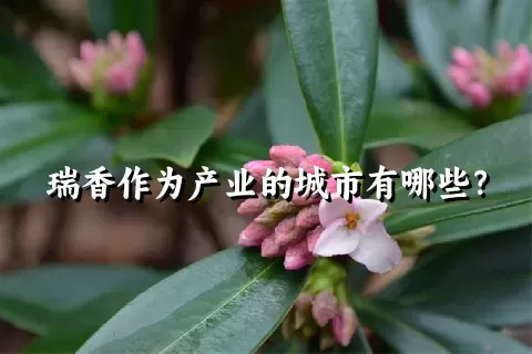 瑞香作为产业的城市有哪些？