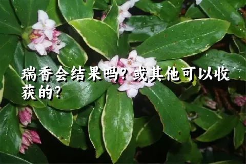瑞香会结果吗？或其他可以收获的？