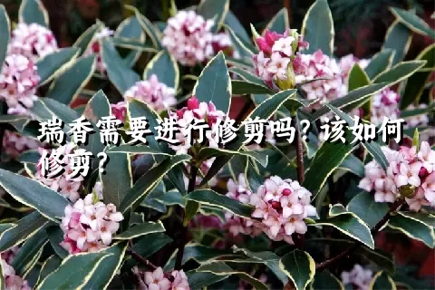 瑞香需要进行修剪吗？该如何修剪？