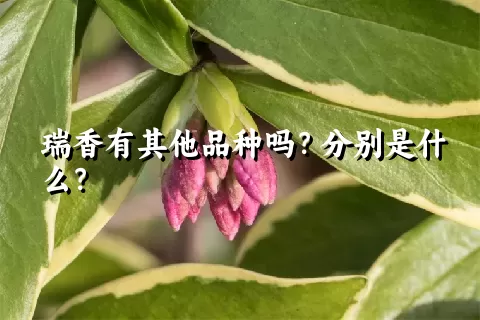 瑞香有其他品种吗？分别是什么？