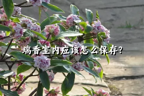 瑞香室内应该怎么保存？