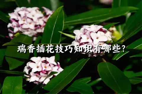 瑞香插花技巧知识有哪些？