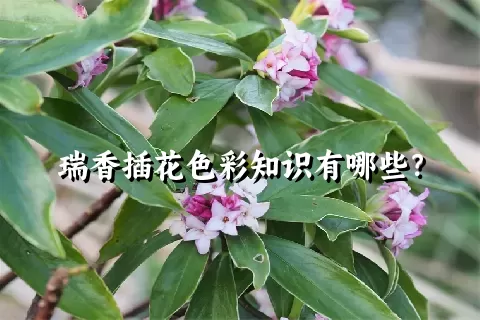 瑞香插花色彩知识有哪些？
