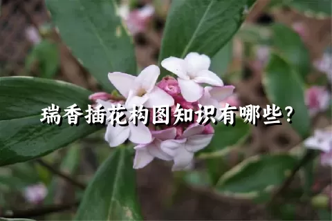 瑞香插花构图知识有哪些？