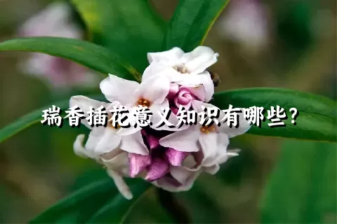 瑞香插花意义知识有哪些？