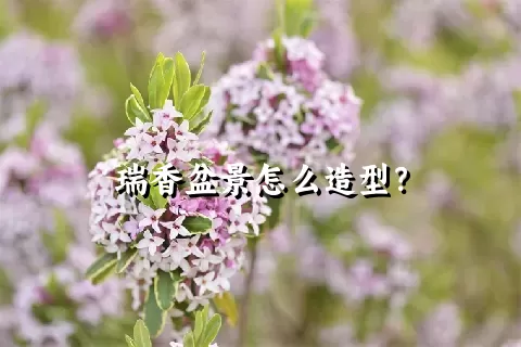 瑞香盆景怎么造型？