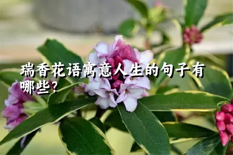 瑞香花语寓意人生的句子有哪些？