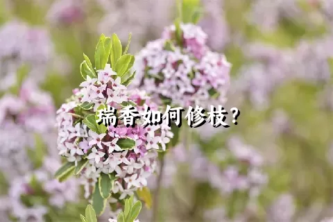 瑞香如何修枝？