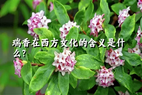 瑞香在西方文化的含义是什么？