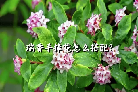 瑞香手捧花怎么搭配？